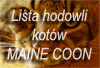Joe Black*PL - ranking hodowli kot�w Maine Coon
