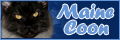 Ranking hodowli kot�w Maine Coon