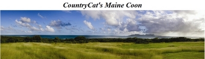 DK Country Cat's Maine Coon