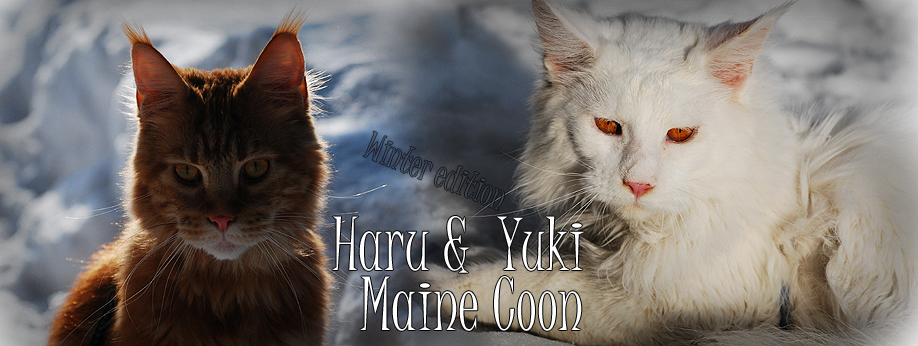 Haru&Yuki