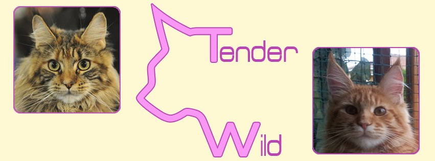 IT Tender Wild