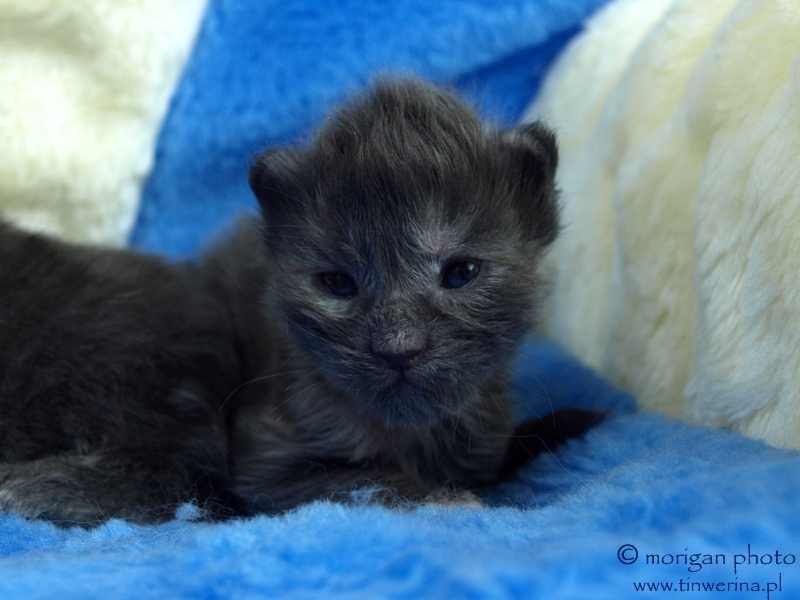 kocita maine coon