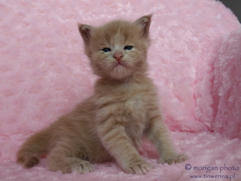 kocita maine coon