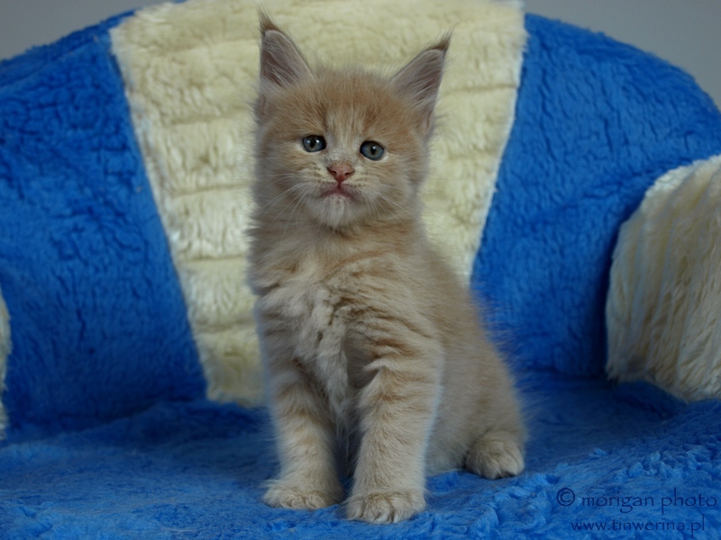 kocita maine coon