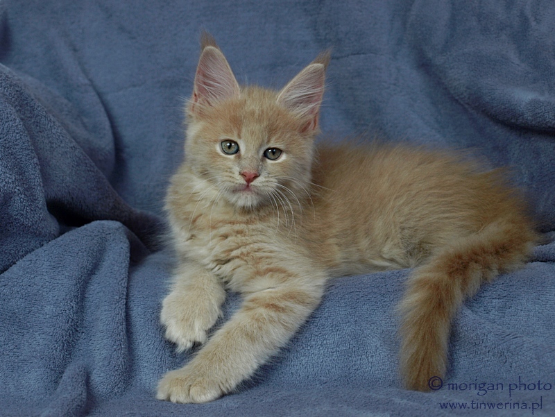 kocita maine coon