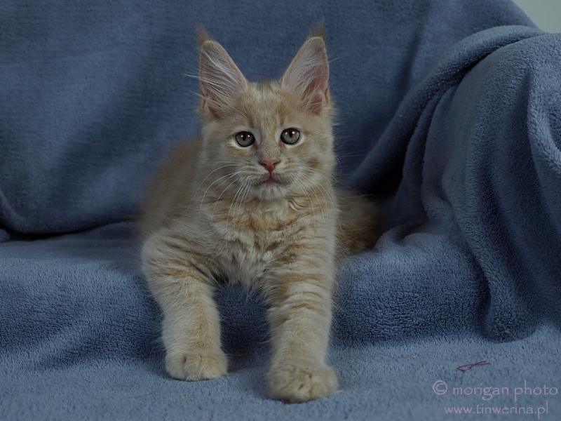 kocita maine coon