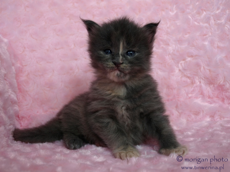 kocita maine coon