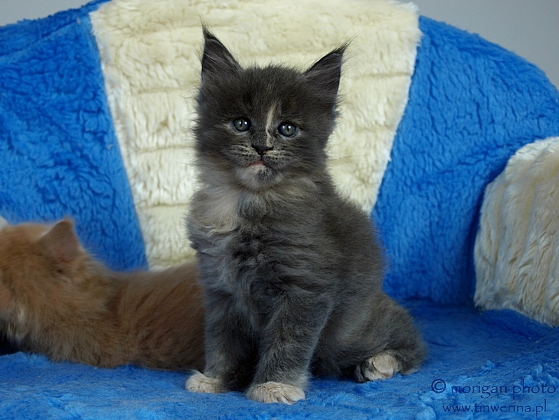 kocita maine coon