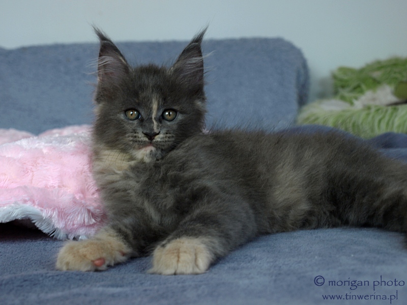 kocita maine coon