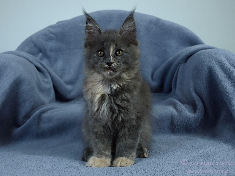 kocita maine coon