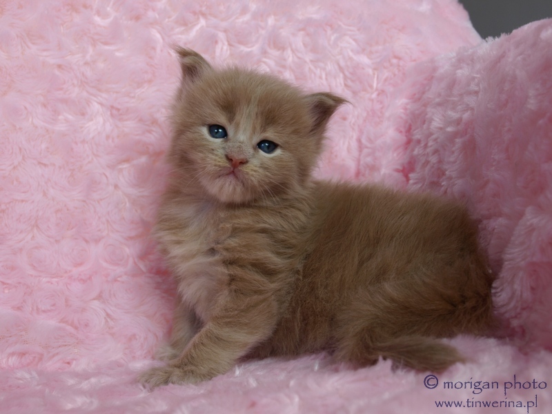 kocita maine coon