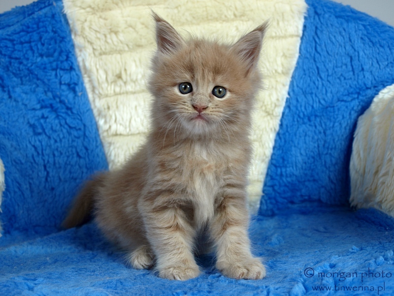 kocita maine coon