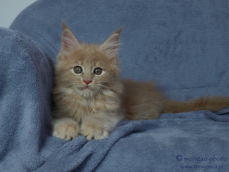 kocita maine coon