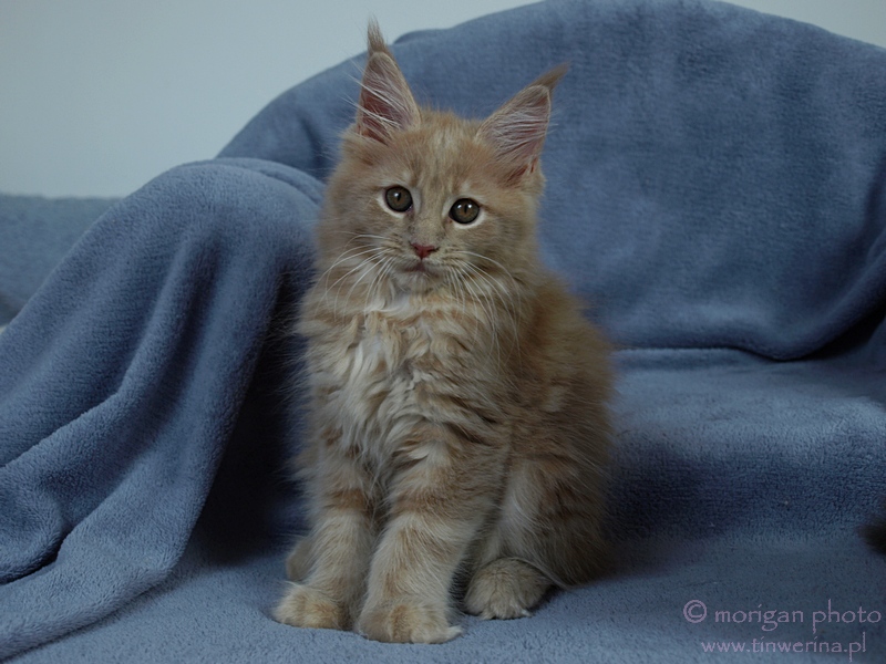 kocita maine coon