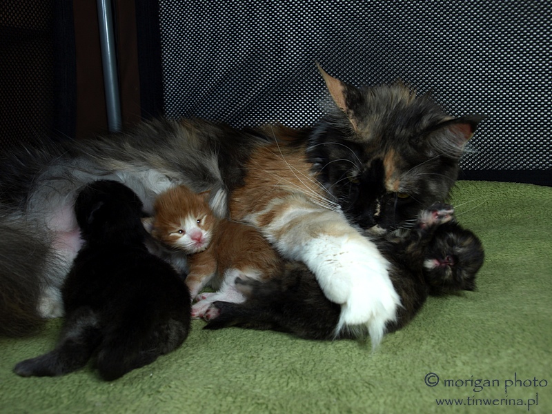 kocita maine coon