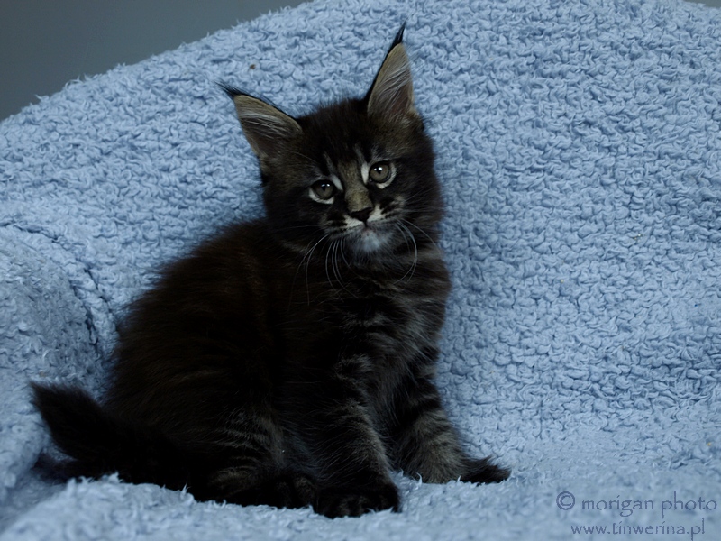 kocita maine coon