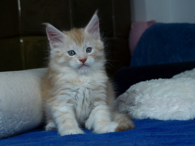 kocita maine coon