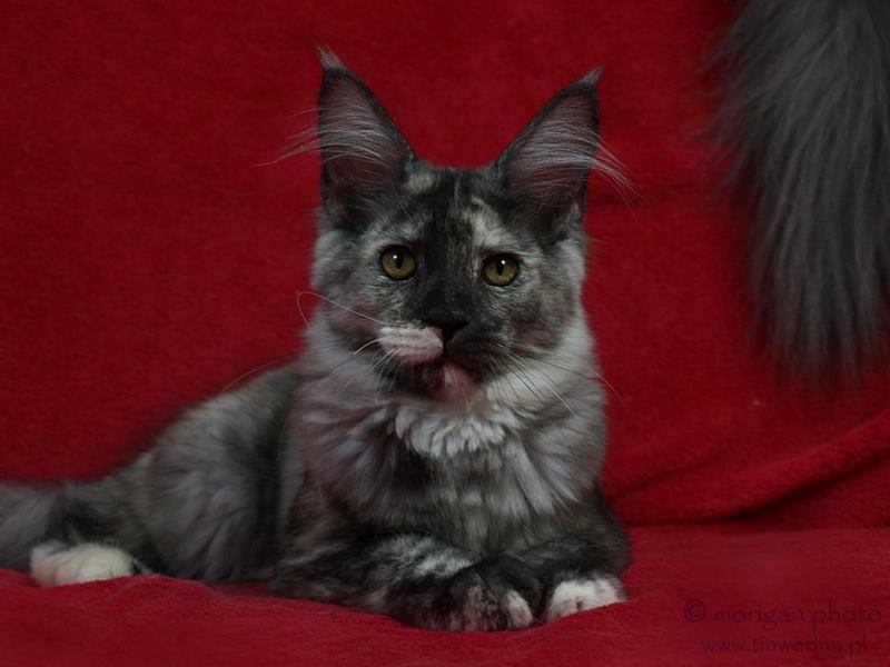 kocita maine coon