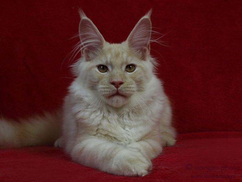 kocita maine coon