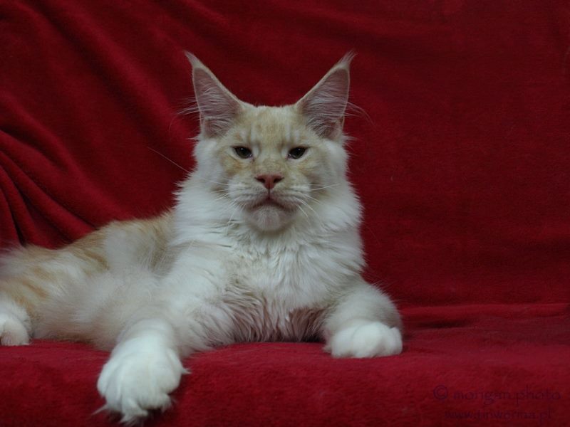 kocita maine coon