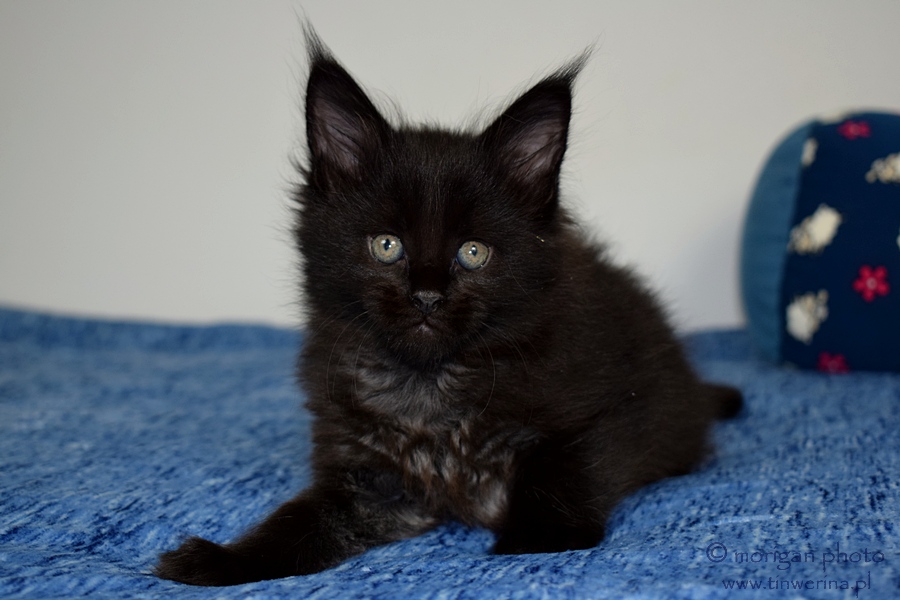 Tinwerina Hodowla kotów rasowych Maine Coon Sosnowiec