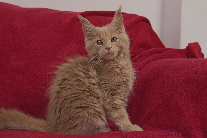 kocita maine coon