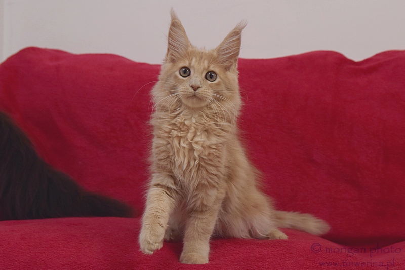 kocita maine coon