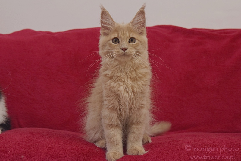 kocita maine coon