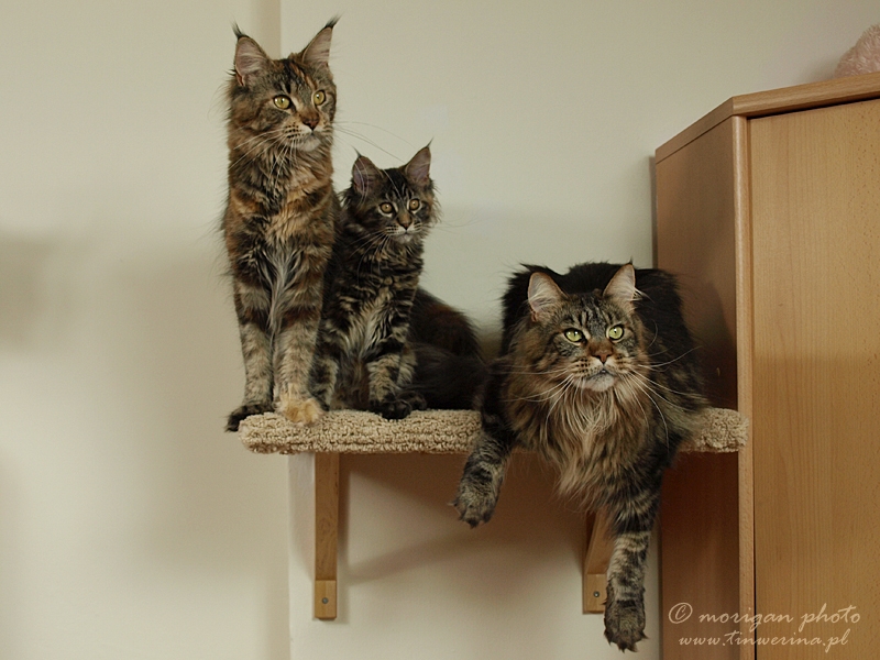 kocięta maine coon
