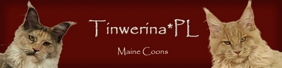 Tinwerina*PL Maine Coon Cattery
