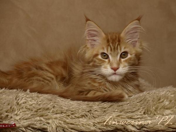kocięta maine coon
