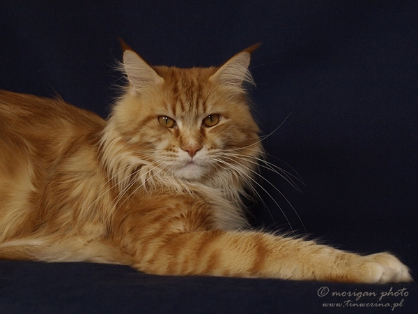 kocięta maine coon