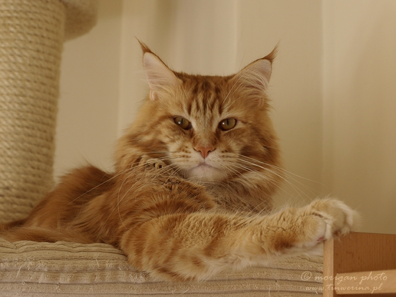 kocięta maine coon