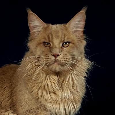 kocięta maine coon