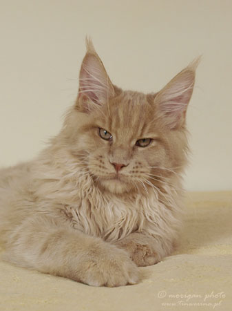 kocięta maine coon