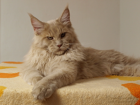 kocięta maine coon