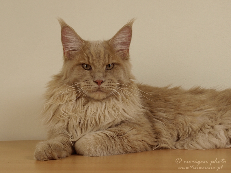 kocięta maine coon