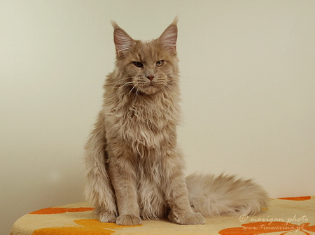 kocięta maine coon