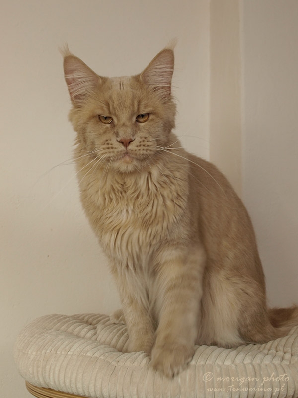 kocięta maine coon