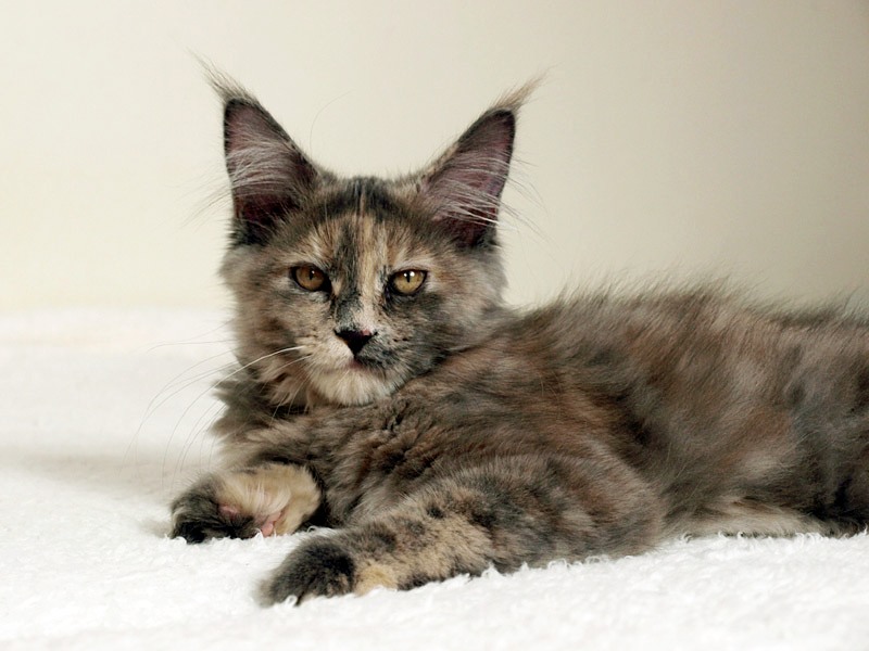kocięta maine coon