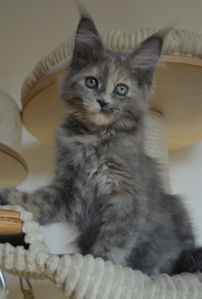 kocięta maine coon