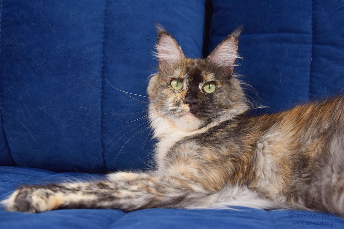 kocięta maine coon