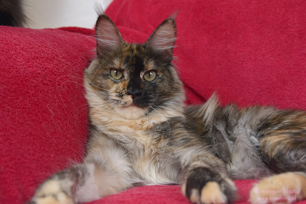 kocięta maine coon