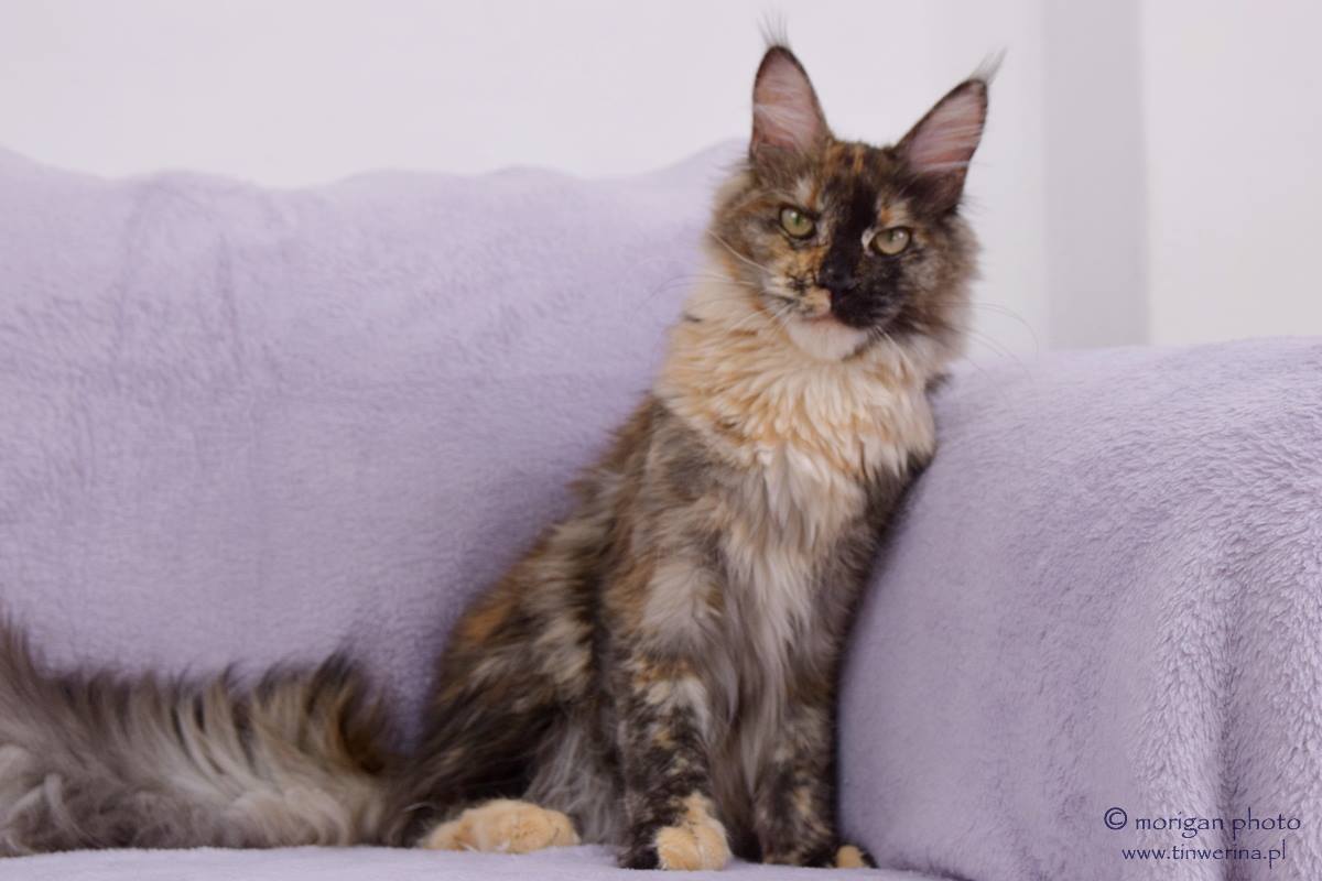 kocięta maine coon