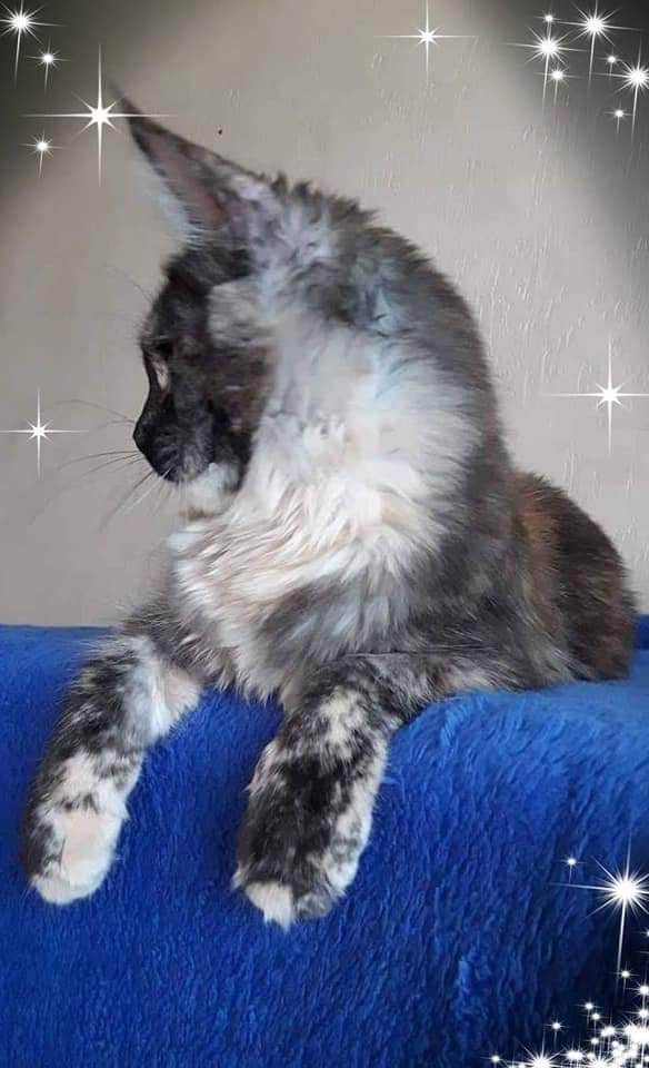 kocięta maine coon