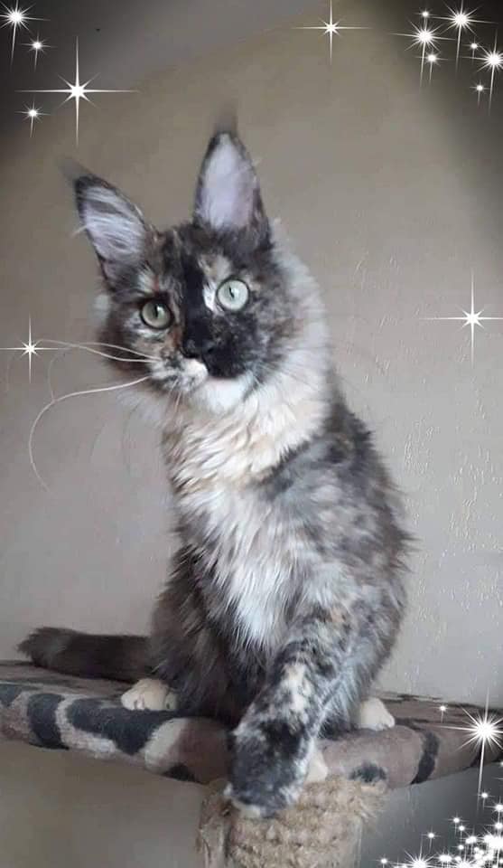 kocięta maine coon