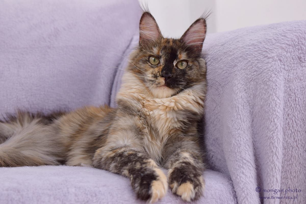 kocięta maine coon