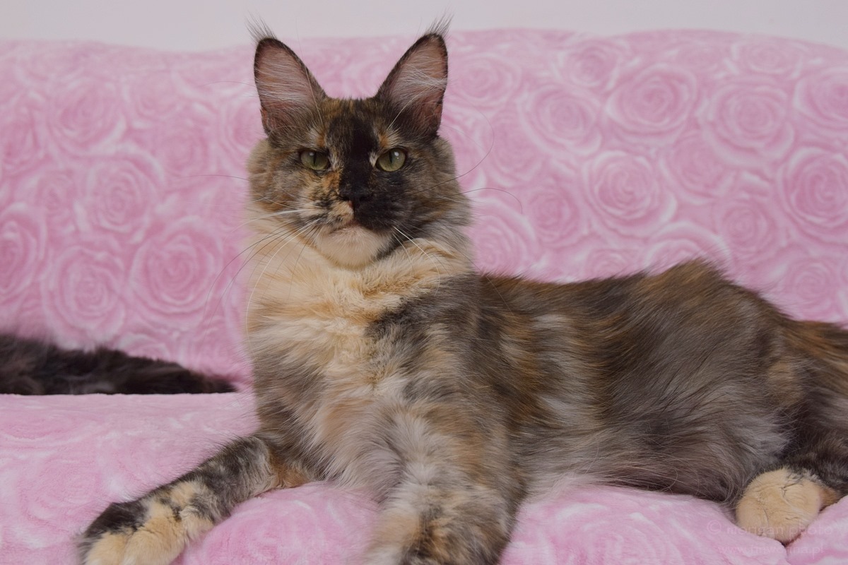 kocięta maine coon