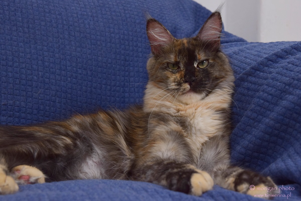 kocięta maine coon
