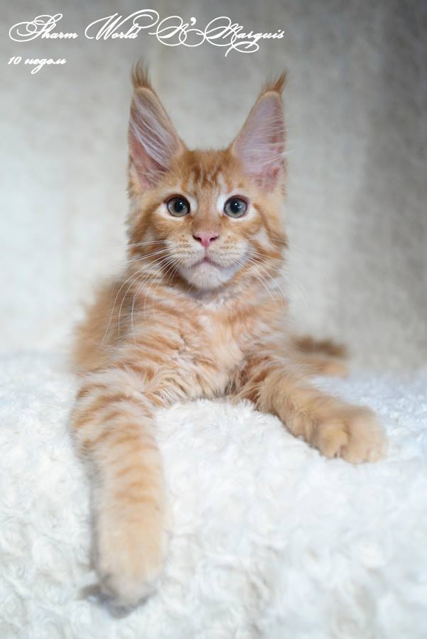 kocięta maine coon